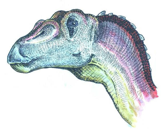 Head of Nanyangosaurus zhugeii by tuomaskoivurinne