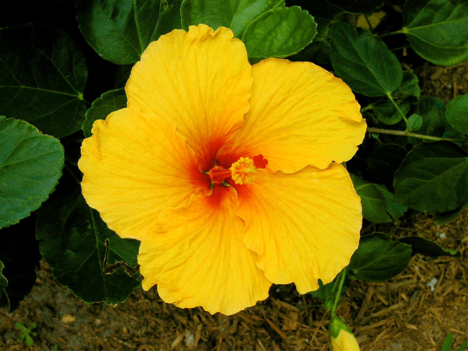 Hawaiian Flower by