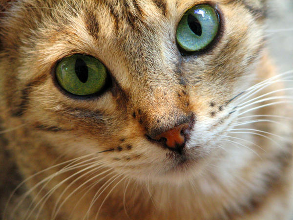cat_by_feartox-dmq5nl.jpg