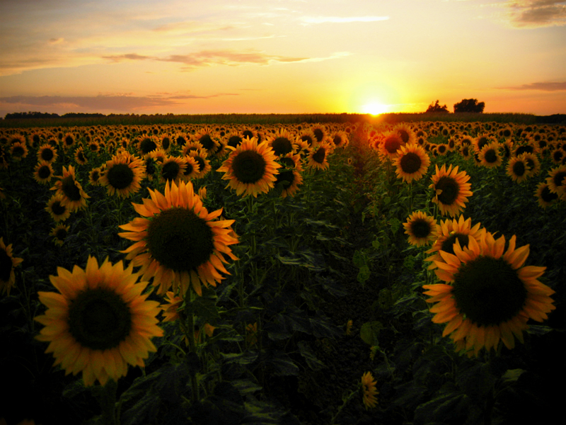 Sunflower_Field_by_junshien.jpg