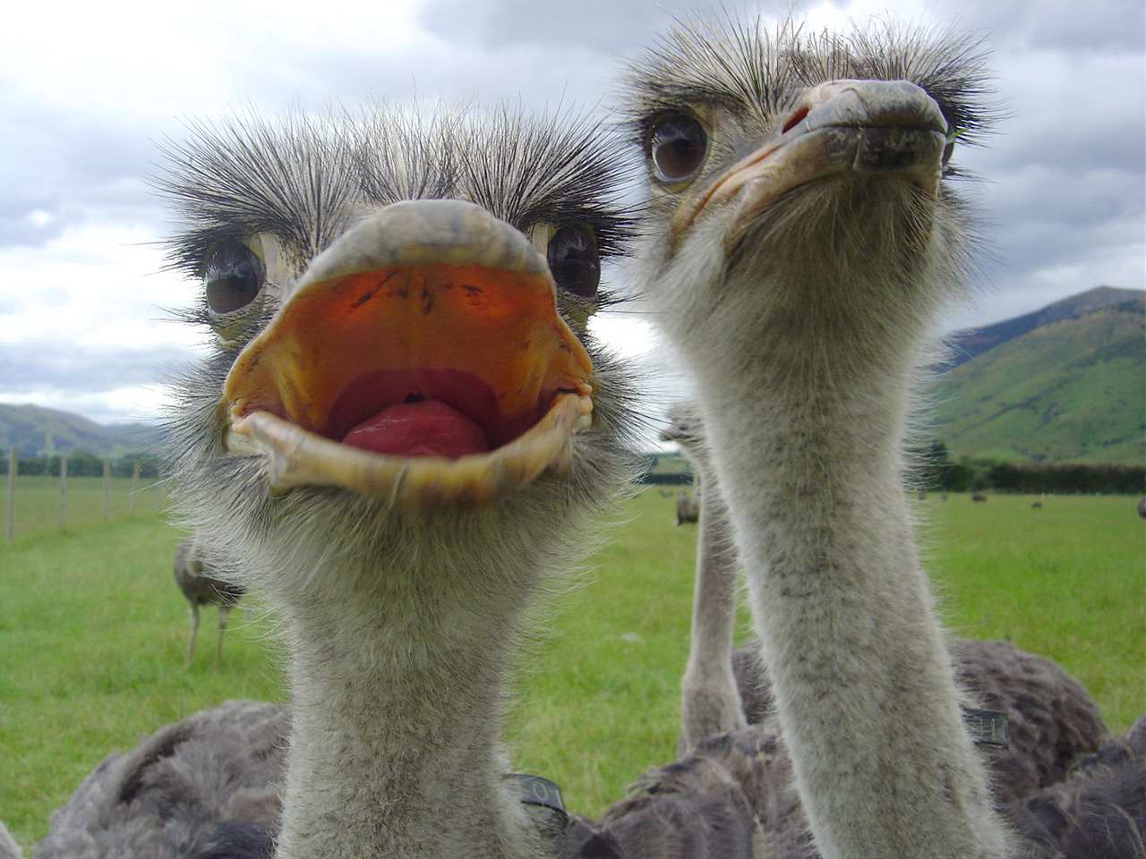 Open_Mouthed_Ostrich_by_AndySerrano.jpg