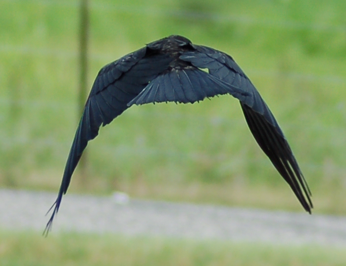 Crow_Flying_Away_by_SalsolaStock.jpg