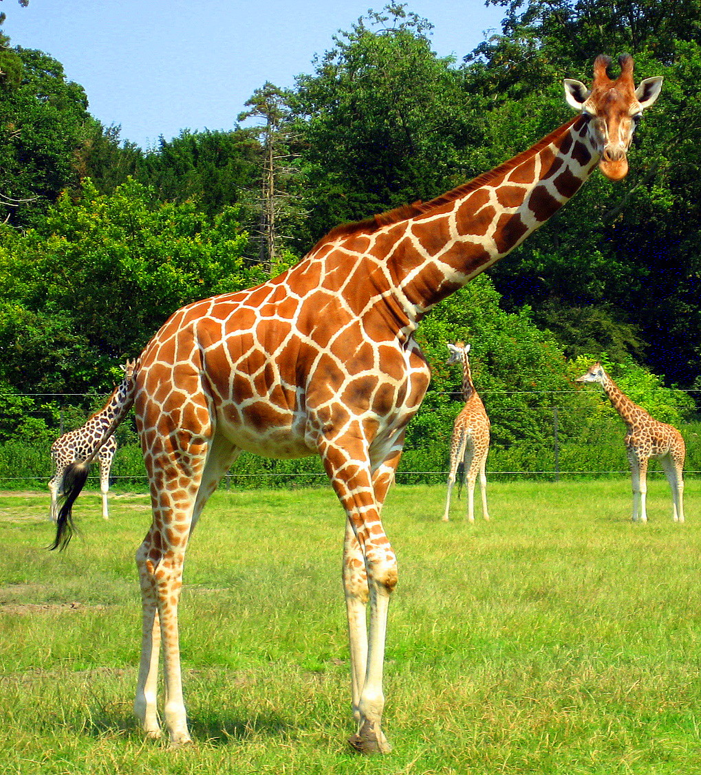 Giraffe__by_belvi.jpg
