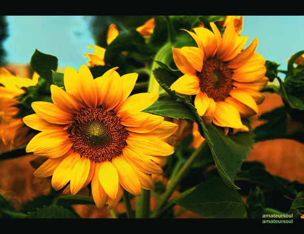 http://fc04.deviantart.net/fs25/i/2008/098/3/b/sunflower_by_amateursoul.jpg