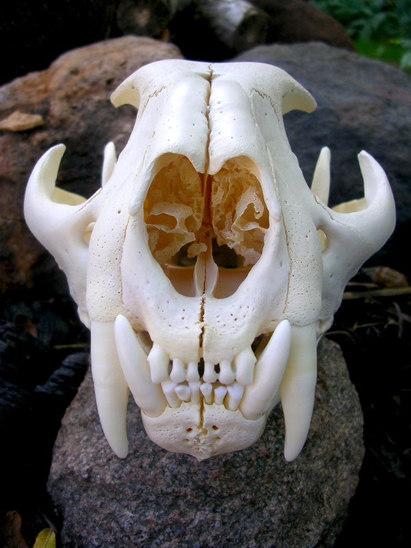 http://fc04.deviantart.net/fs25/i/2009/242/b/0/Cougar_Skull_Front_by_FossilFeather.png
