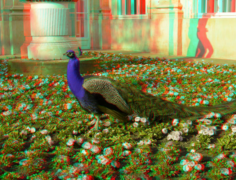 The Peacock 3D Anaglyph by yellowishhaze on deviantART