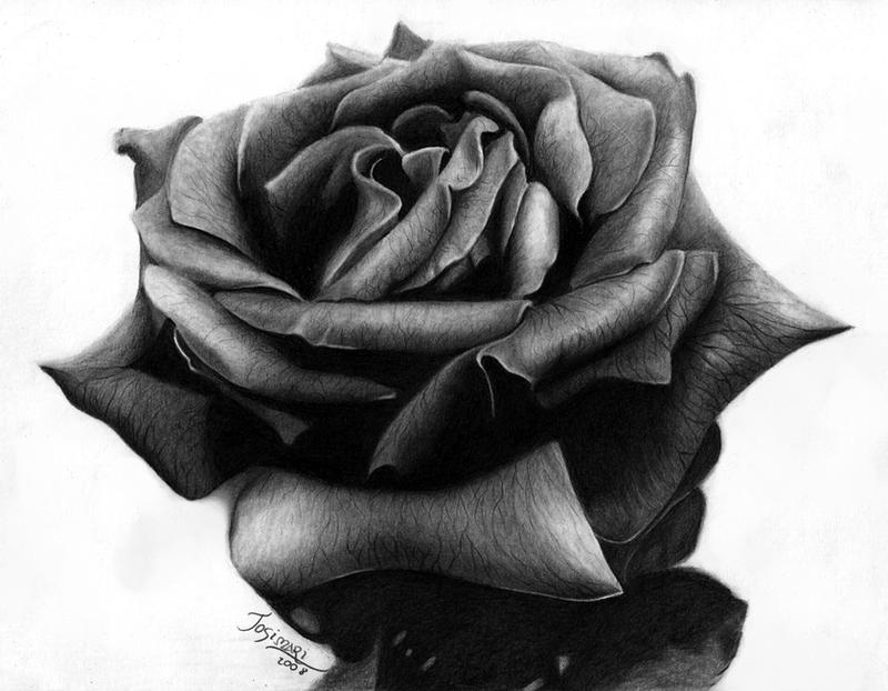 Black Rose by Esteljf on deviantART
