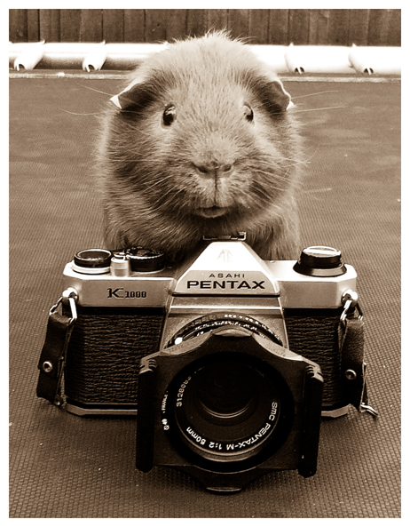 Guinea Photography by elenril