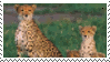 Love_Big_Cats_Stamp_by_PyroStorm.gif