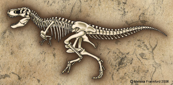 Tyrannosaurus Skeleton by mmfrankford