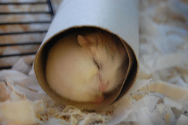 Hamster dormant