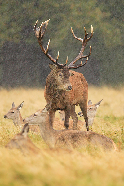 [Image: Red_Deer_In_The_Rain_by_nitsch.jpg]
