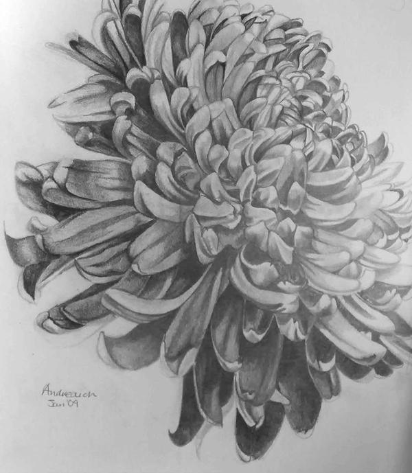 Chrysanthemum in pencil by tonyarama on DeviantArt