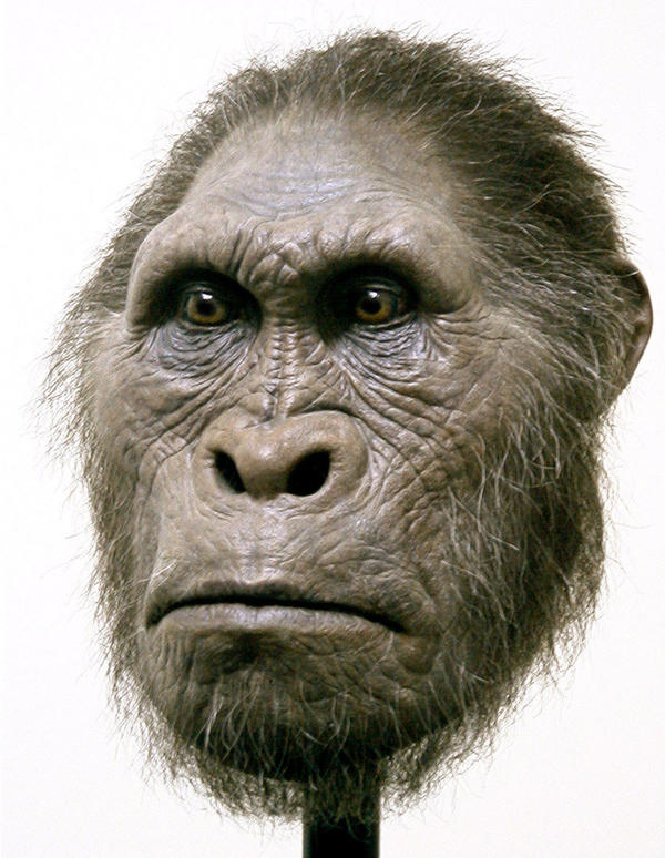 Australopithecus_by_schellstudio.jpg