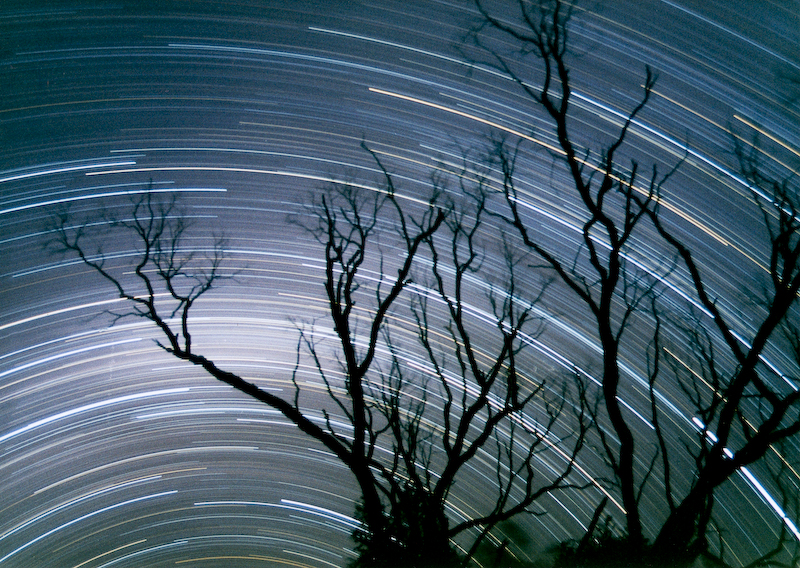 Blue Star Trails with Tree