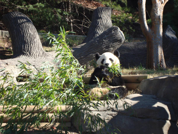 pandas eating bamboo. Panda eating bamboo by