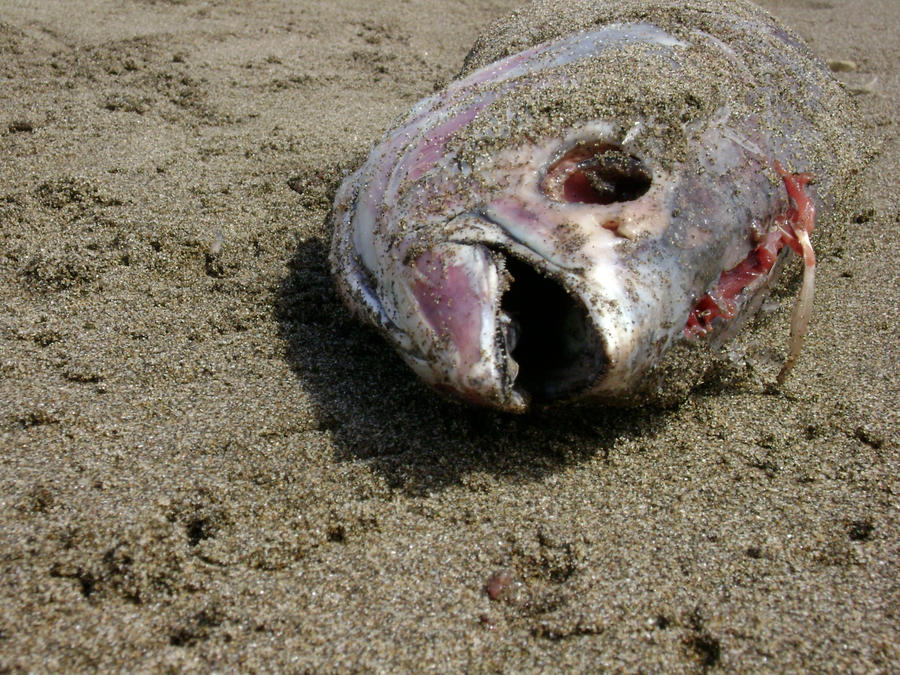 Dead_fish_by_DemiStock.jpg
