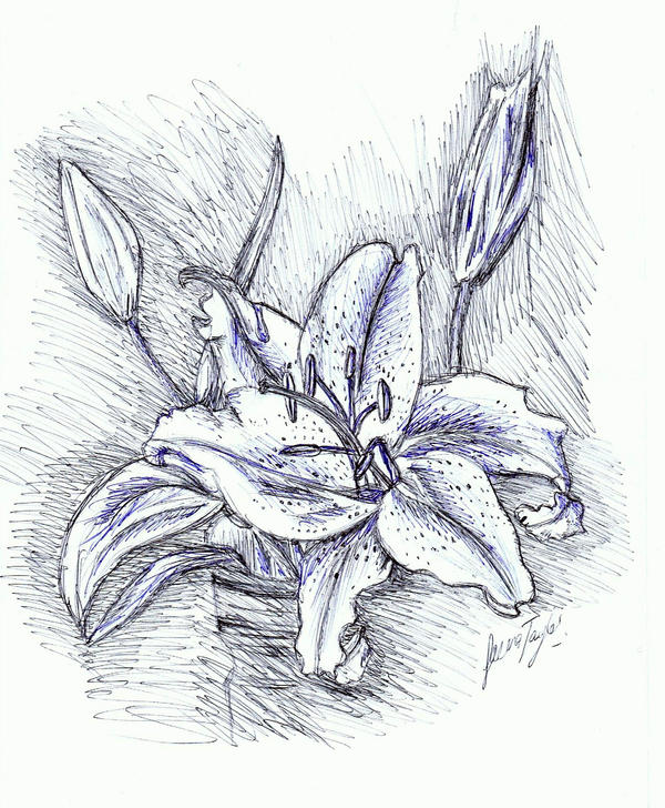 Flower sketch by LJ5784 on deviantART