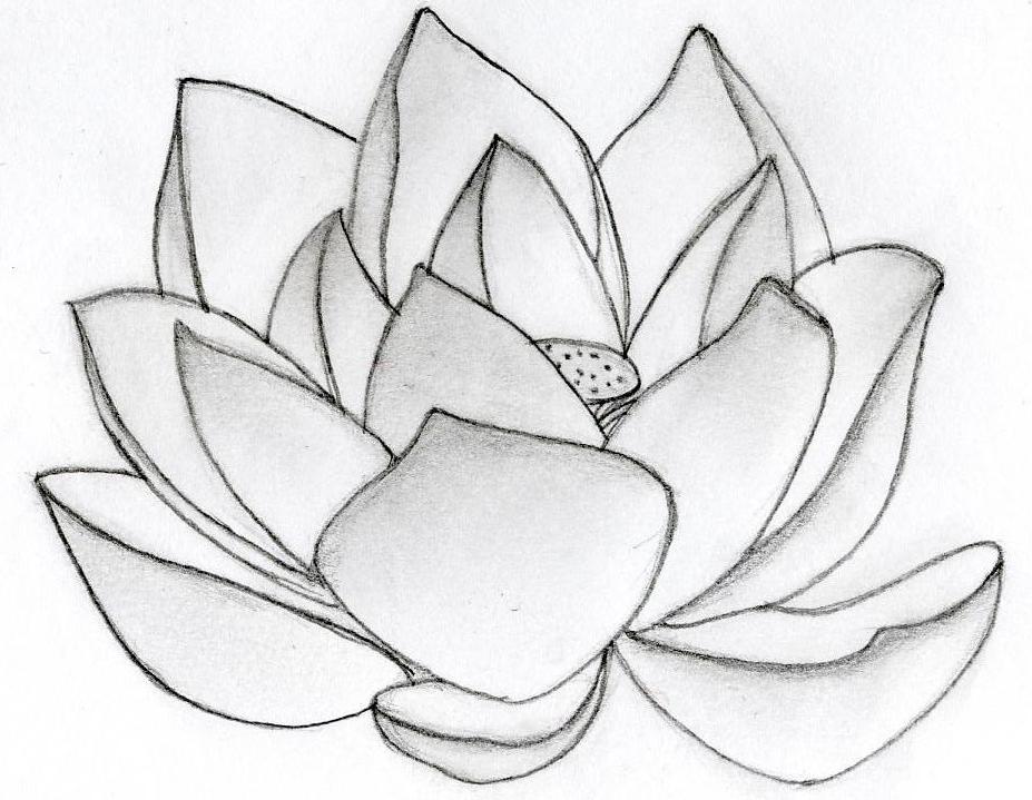 lotus flower design by
