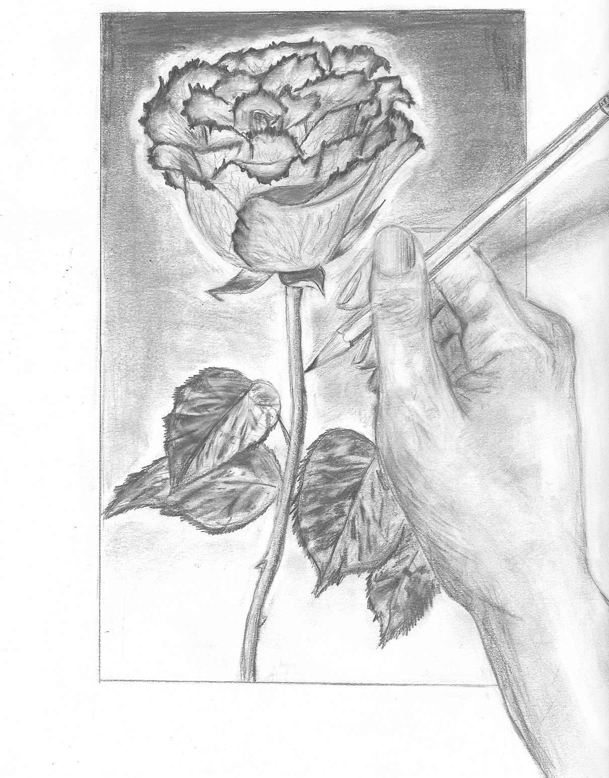 Rose_drawing___hand_