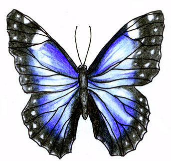 Pelvis butterfly