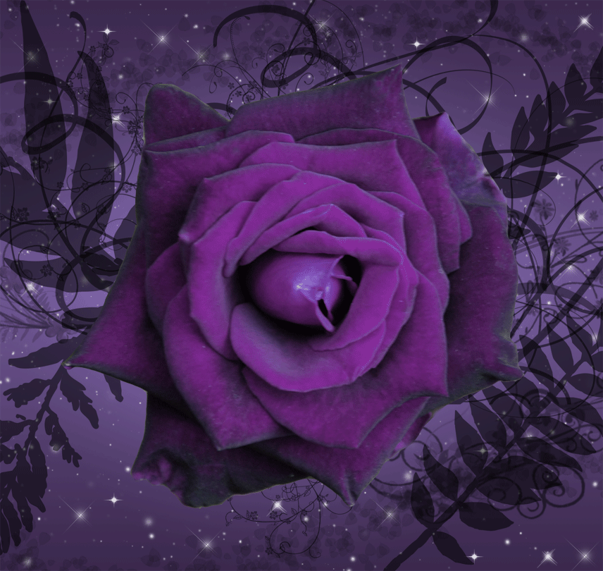 http://fc04.deviantart.net/fs70/f/2009/363/3/5/Animated_Purple_Twilight_Rose_by_silverperfume.gif