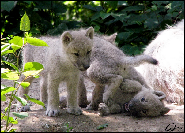 Playing_wolf_puppies_by_woxys.jpg