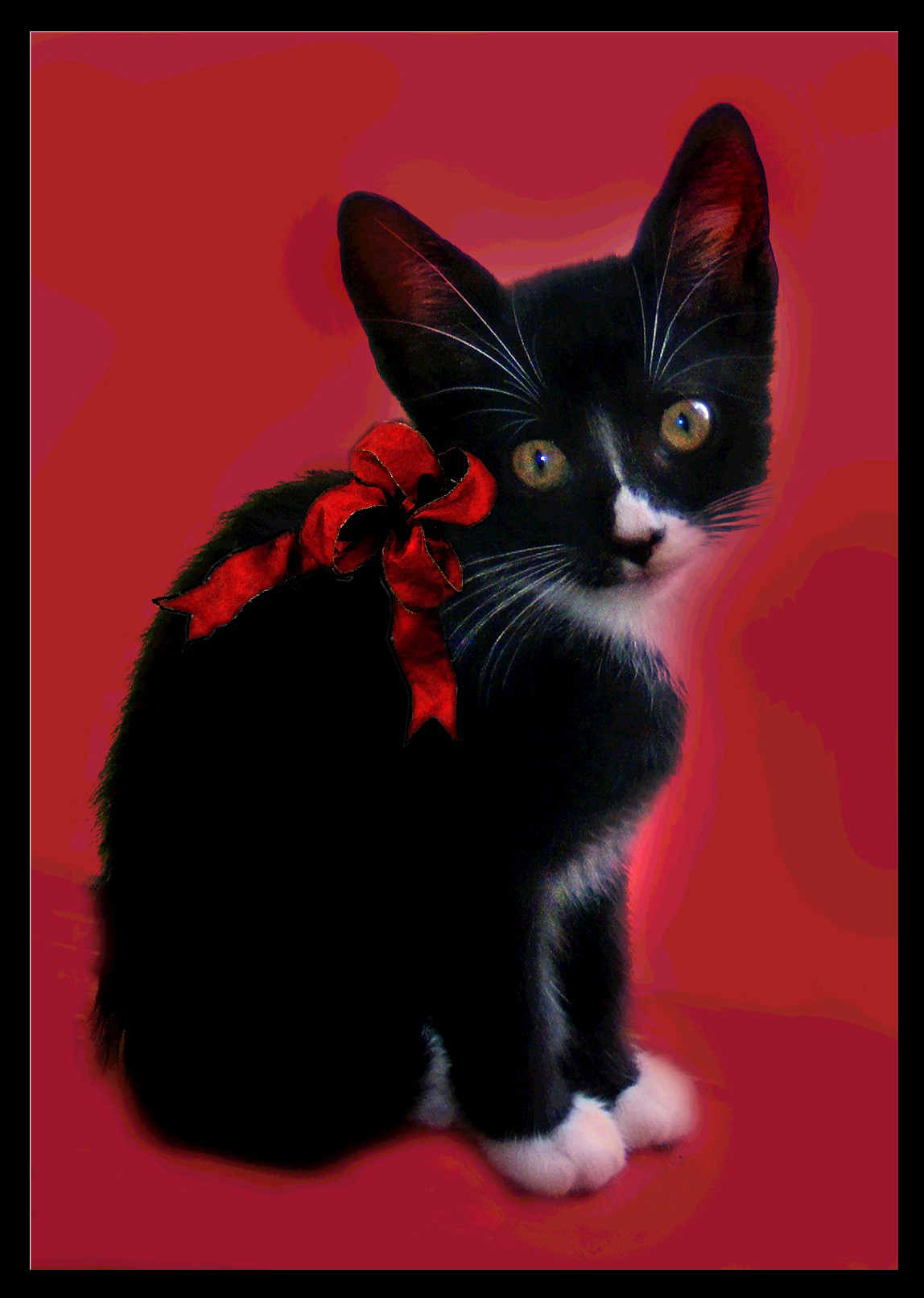 kitty_present_by_pridescrossing-d314tgp.