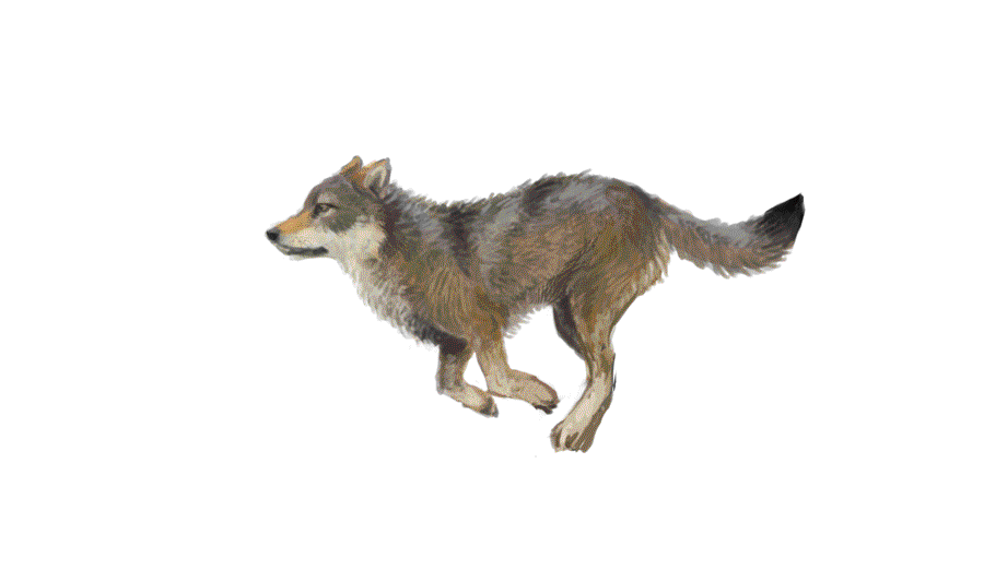 Running wolf by Keaze on DeviantArt