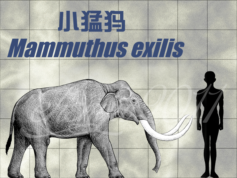 mammuthus_exilis_by_sinammonite-d3jupqr.jpg