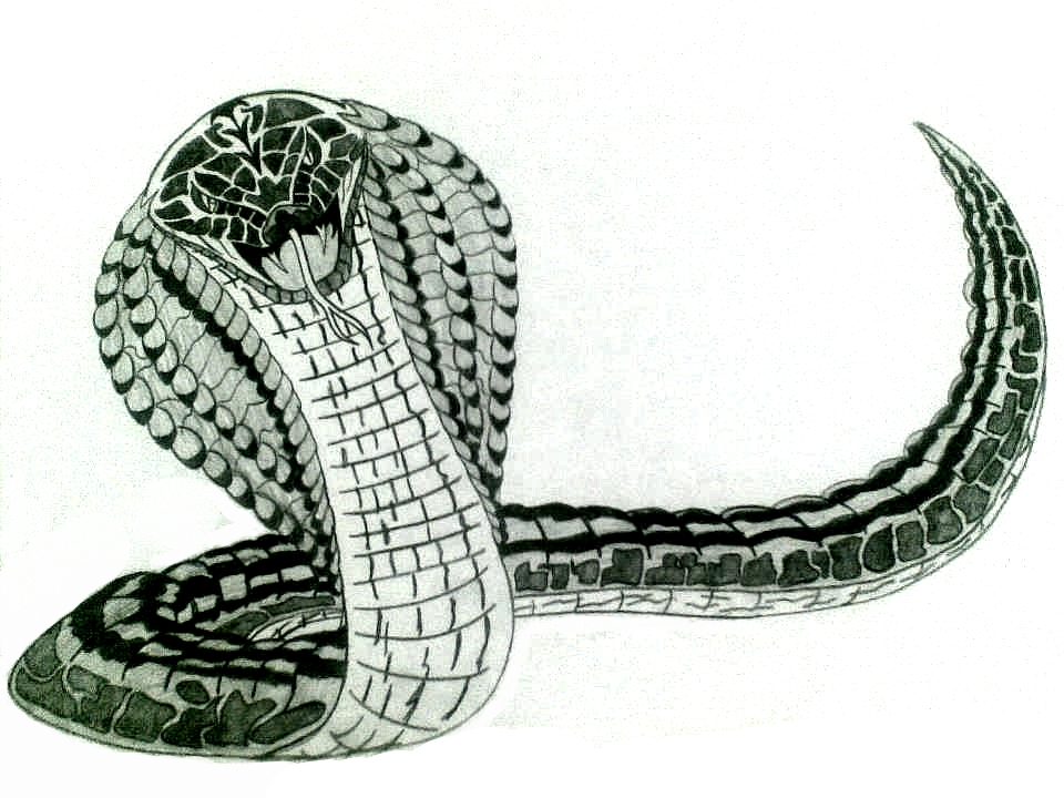 Cobra drawing by Osmeitor on DeviantArt