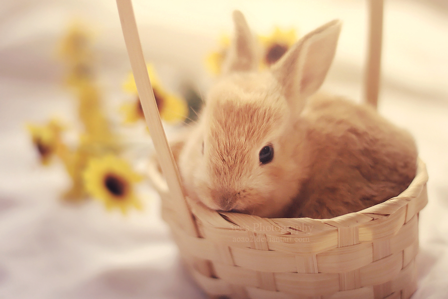 bunny_in_a_basket_by_aoao2-d5qi8l2.jpg