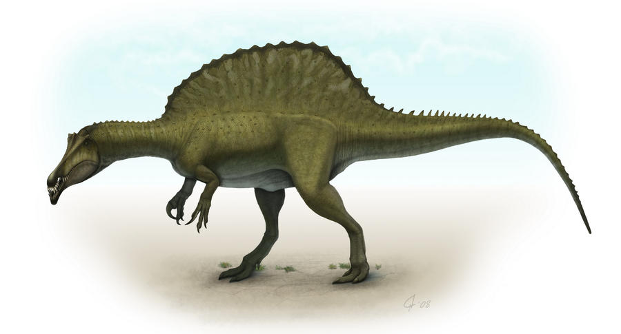 http://fc04.deviantart.net/fs70/i/2010/015/c/3/Spinosaurus_by_Olorotitan.jpg
