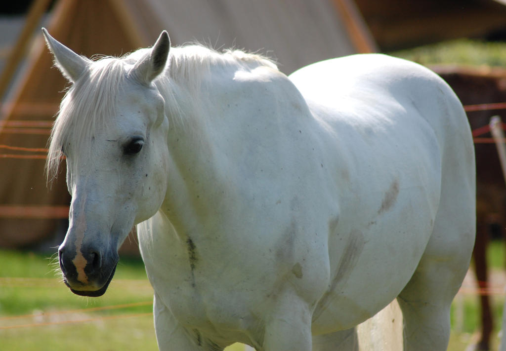 pretty white mare