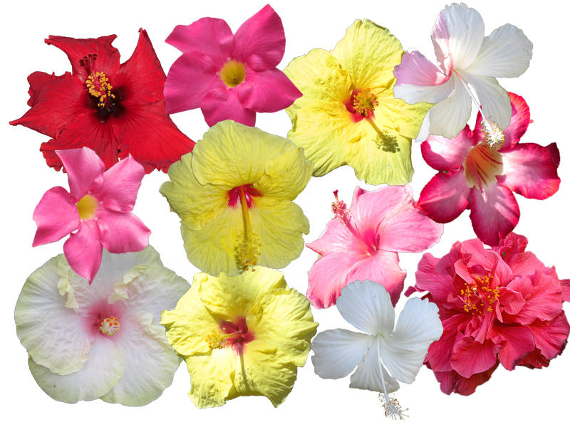 Hawaiian Flowers by jilbert on deviantART