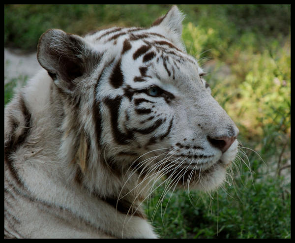 shilang__the_white_tiger_by_morho-d36xsia.jpg