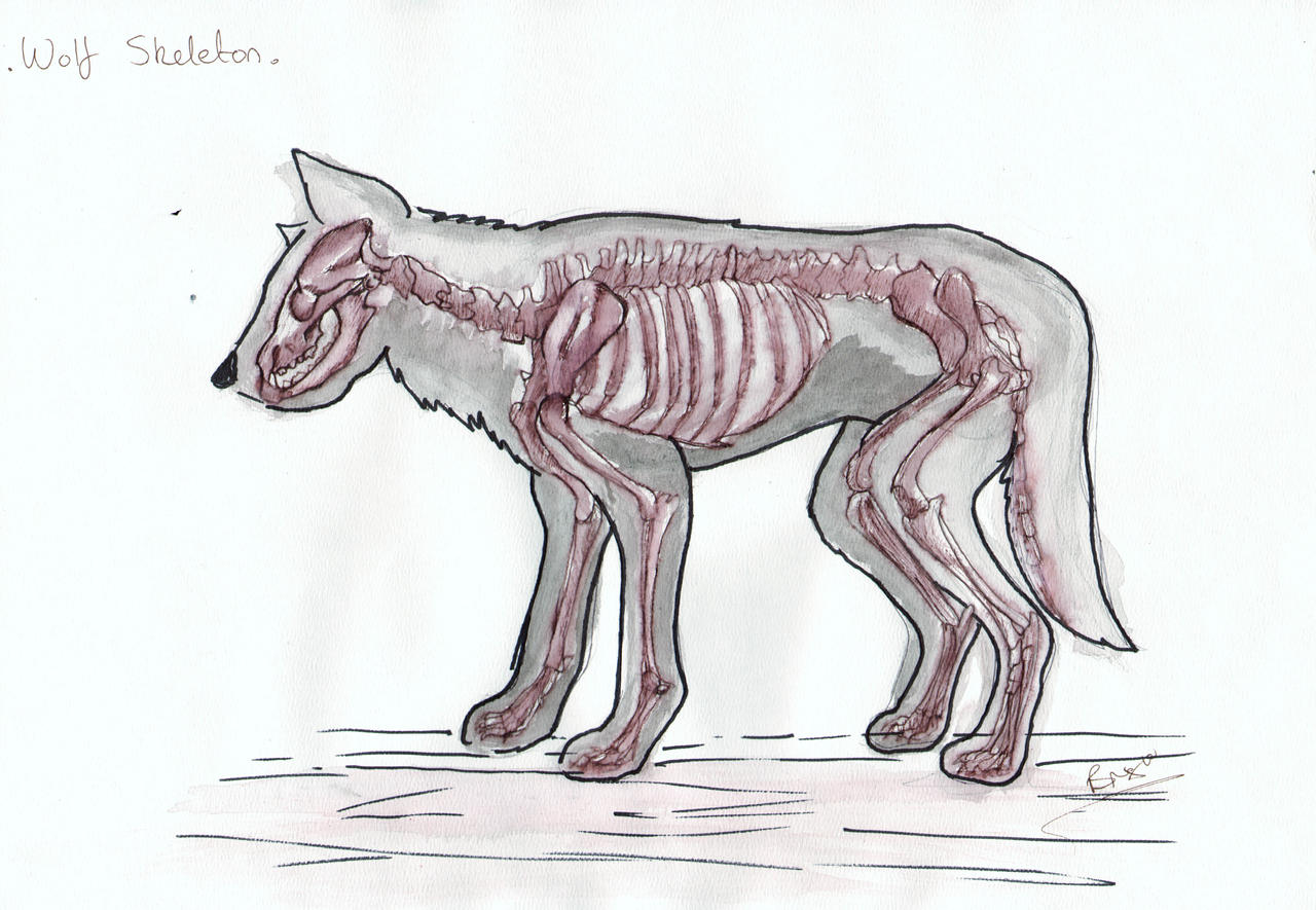 Wolf Anatomy: Skeleton by Tebyx on DeviantArt