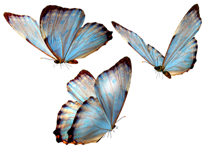 beautiful_butterfly_by_vanessyca71-d3d2c7a.png