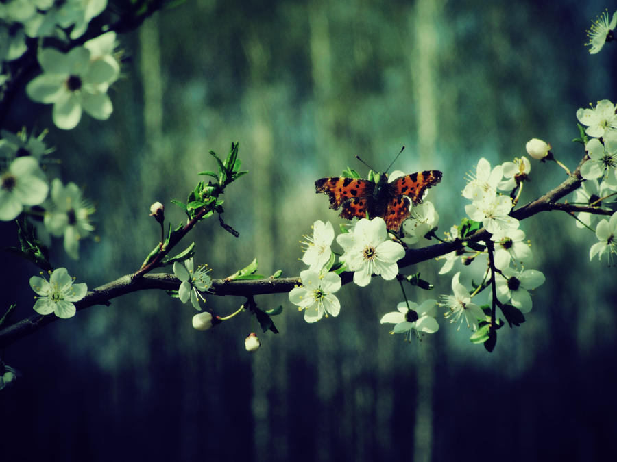 Butterfly sitting on a flowery branch Wallpaper