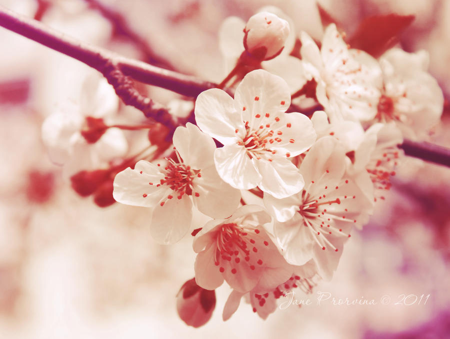 cherry_blossom_ii_by_aquarellka-d3fstgw.
