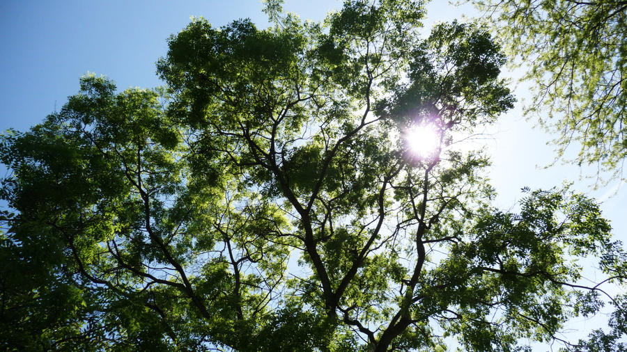 hd wallpaper trees. Sunny Trees HD Wallpaper 1080p