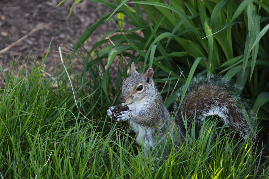 squirrel_in_the_grass_by_voyagerfan99-d3g7g2f.jpg
