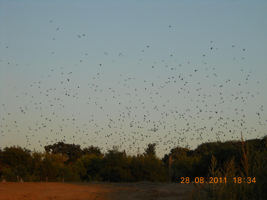 crows_migrating_by_deepblueskie-d484m15.jpg