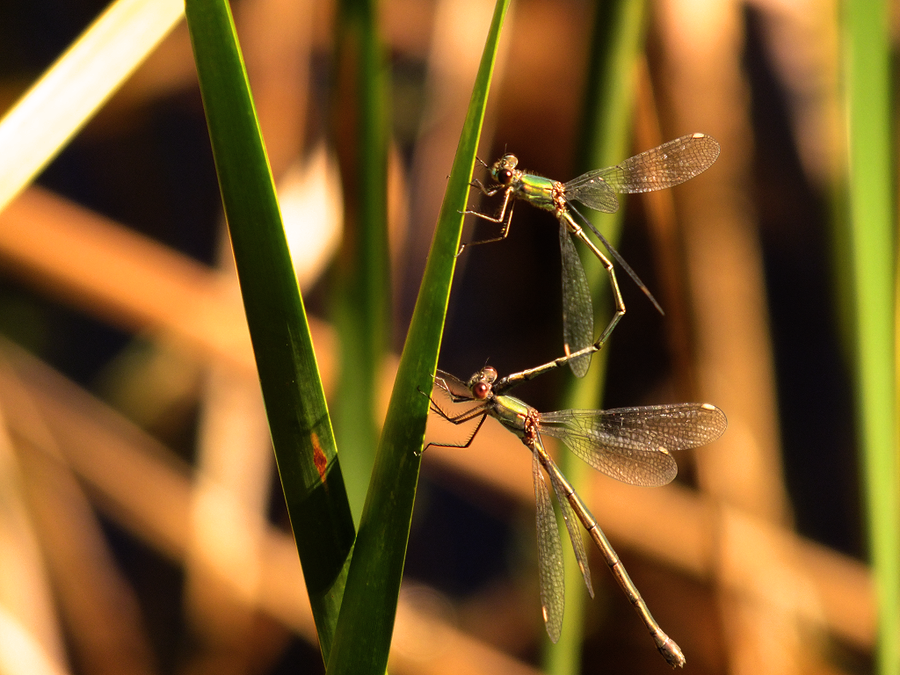 dragonflies_paring_by_elvira1990-d4b63bk.png
