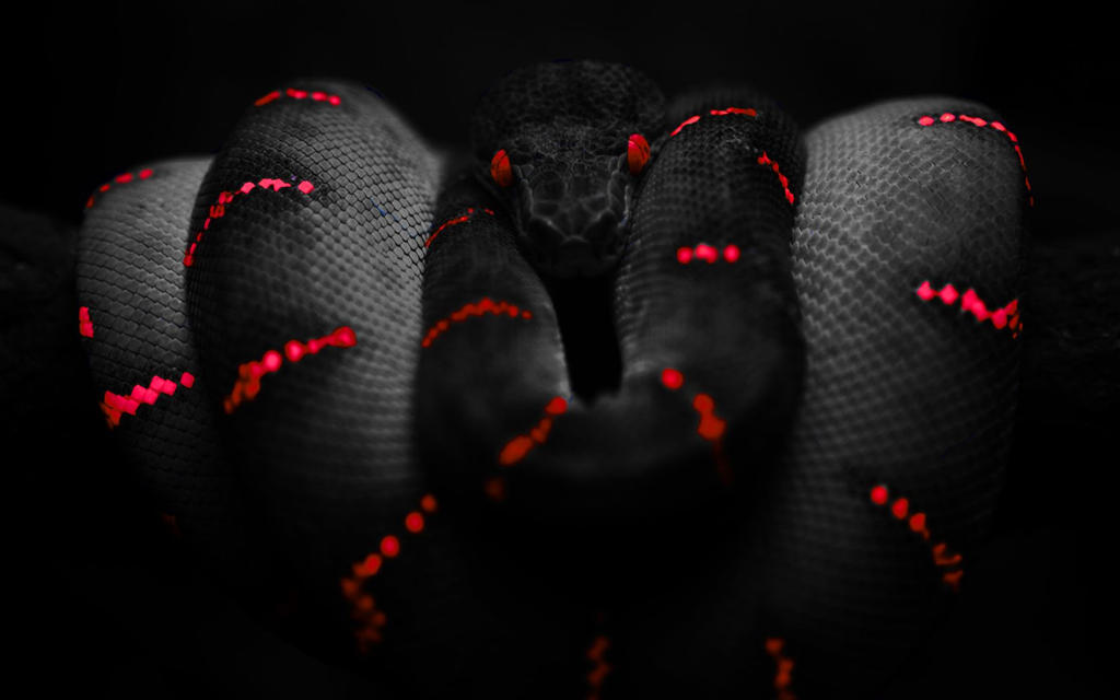 Black-Snake-Red-Snakes-Hd-Wallpaper-- by Shilly1996 on DeviantArt