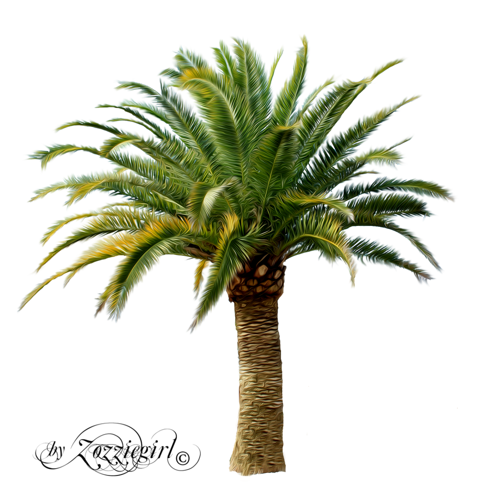 Palm treepng by Zozziegirl on DeviantArt