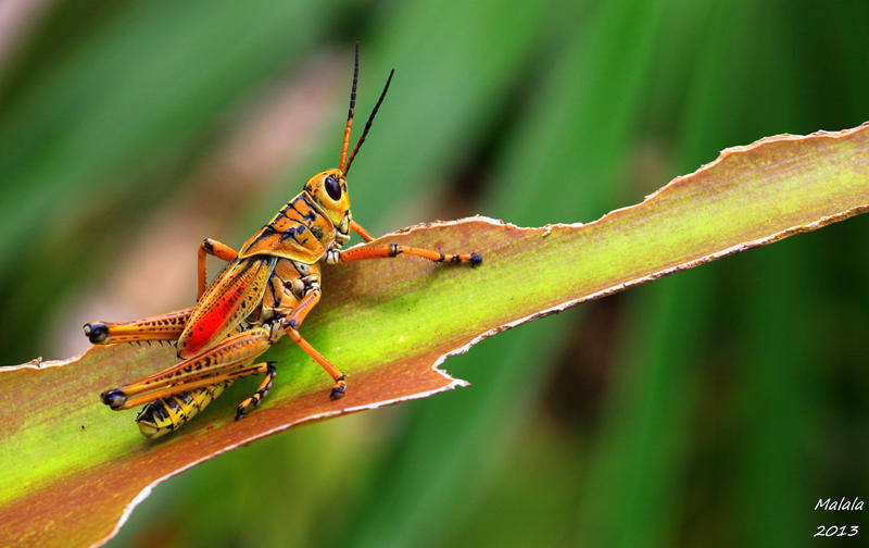 Pretty Bug and Inscet Cricket
