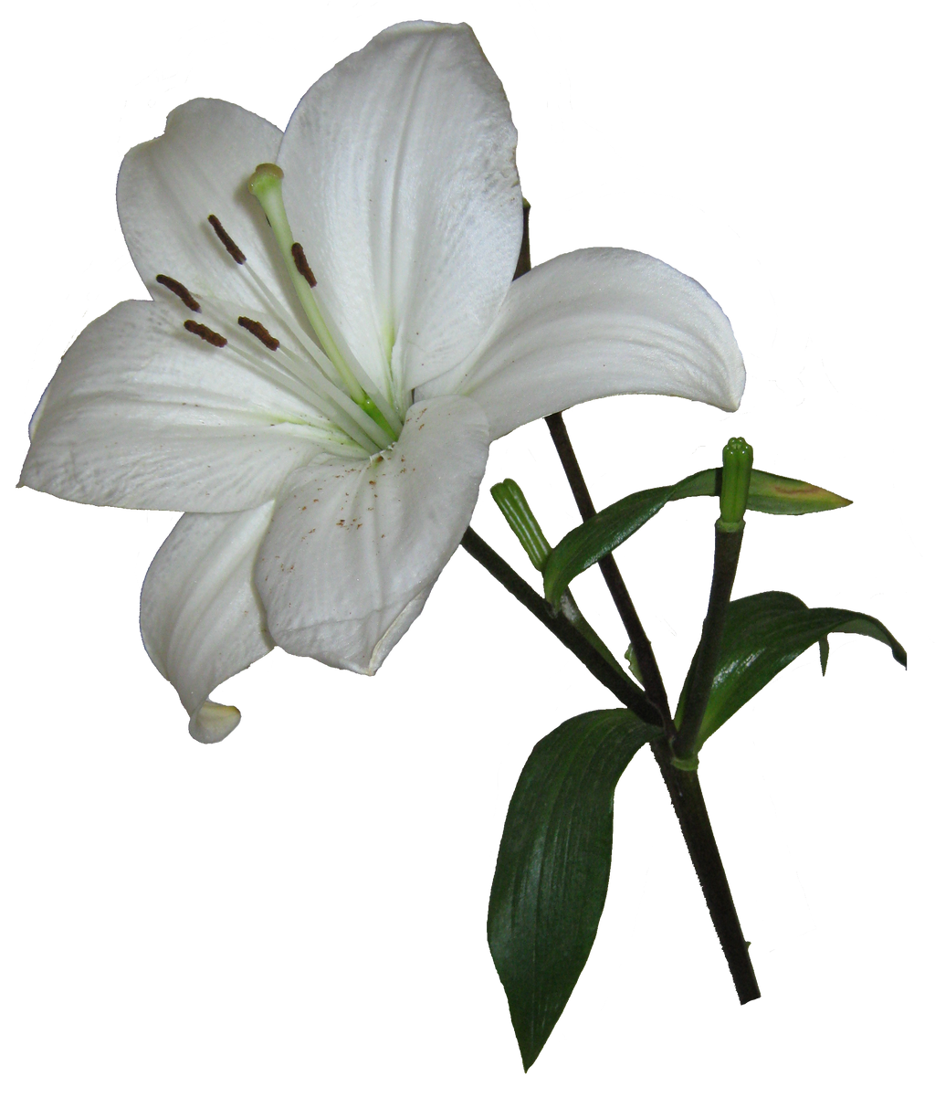 free clipart easter lilies - photo #28