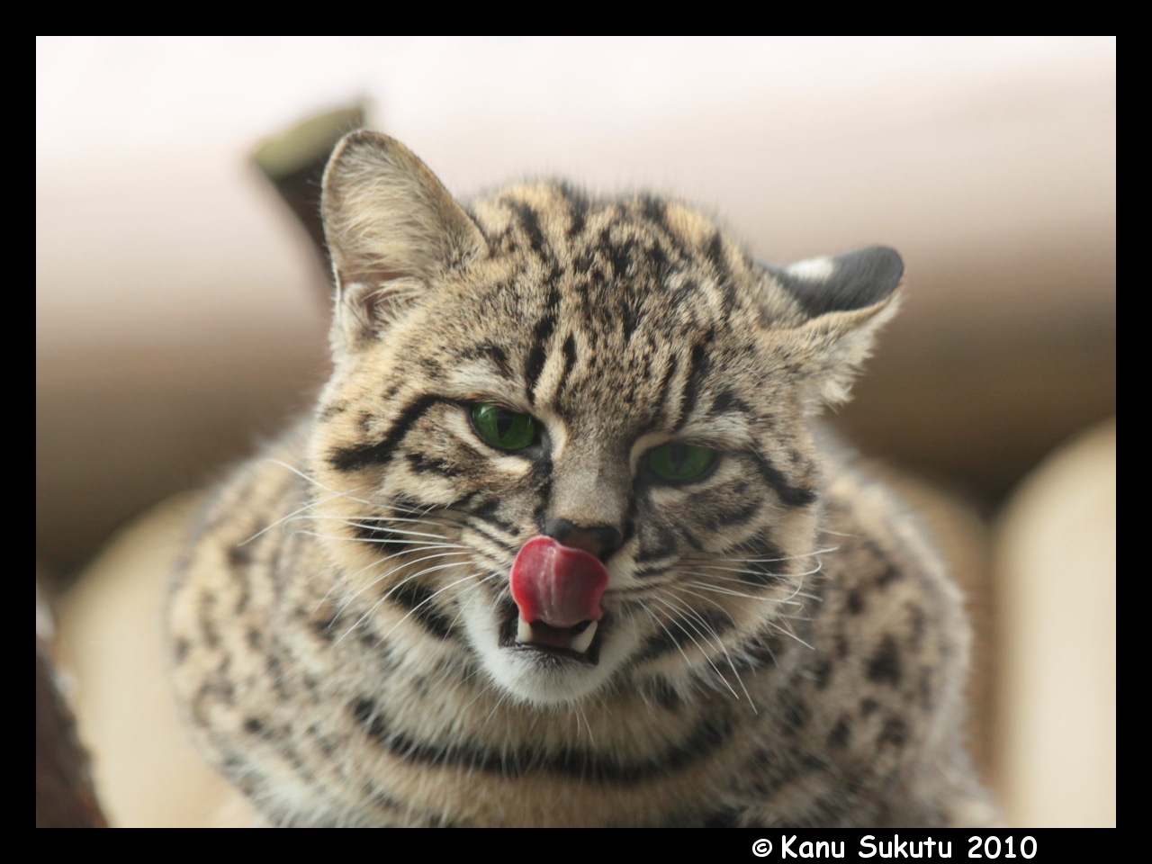 1000+ images about Geoffroy's Cats on Pinterest | Cat species, Domestic