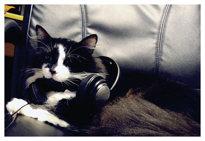 Rock_n___Roll_Cat_by_Black_Forty_Four.png
